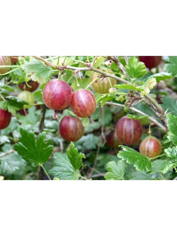 8er-Set: Obstpflanzen in Bunt