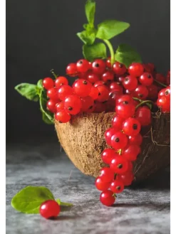 8er-Set: Obstpflanzen in Bunt