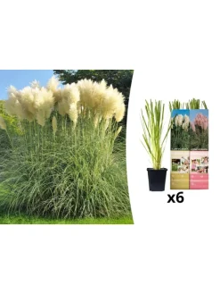 6er-Set: Pampasgras in Bunt