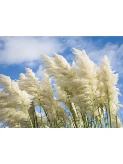 6er-Set: Pampasgras in Weiß