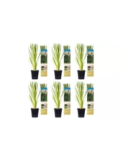 6er-Set: Pampasgras in Weiß