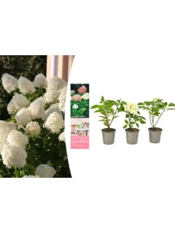 3er-Set: pan. 'Phantom' Hortensien in Bunt