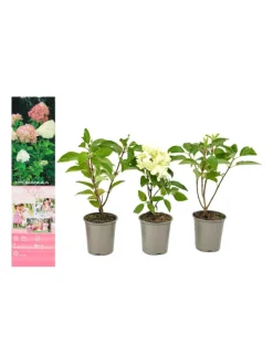 3er-Set: pan. 'Phantom' Hortensien in Bunt