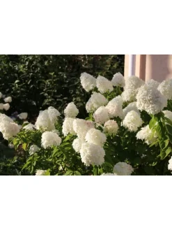 3er-Set: pan. 'Phantom' Hortensien in Bunt