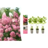 3er-Set: pan. 'Pink Diamond' Hortensien in Rosa
