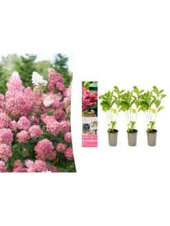 3er-Set: pan. 'Pink Diamond' Hortensien in Rosa