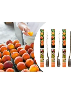 3er-Set: Pfirsich Redheaven Obstbäume in Bunt