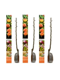 3er-Set: Pfirsich Redheaven Obstbäume in Bunt