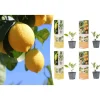 4er-Set: Pflanzen Citrus Mix in Bunt