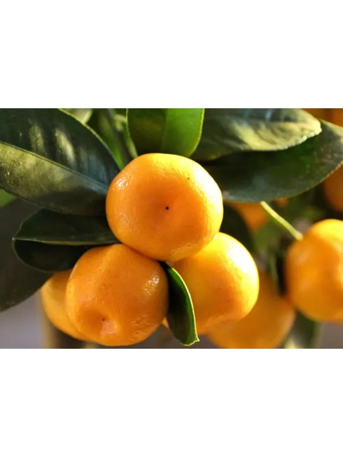 4er-Set: Pflanzen Citrus Mix in Bunt