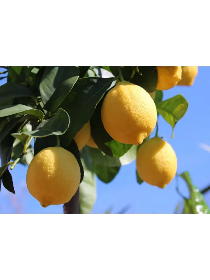 4er-Set: Pflanzen Citrus Mix in Bunt