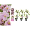 3er-Set: Pflanzen Clematis montana Mayleen in Rosa