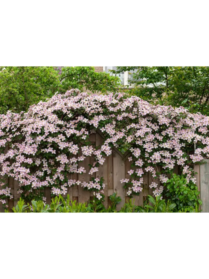 3er-Set: Pflanzen Clematis montana Mayleen in Rosa