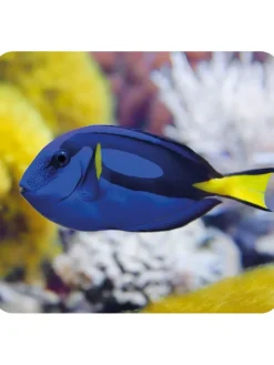 2er-Set: Projektor-Taschenlampen 