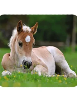 2er-Set: Projektor-Taschenlampe 