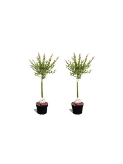 2er-Set: Salix integra "Flamingo" auf Stamm in Rosa