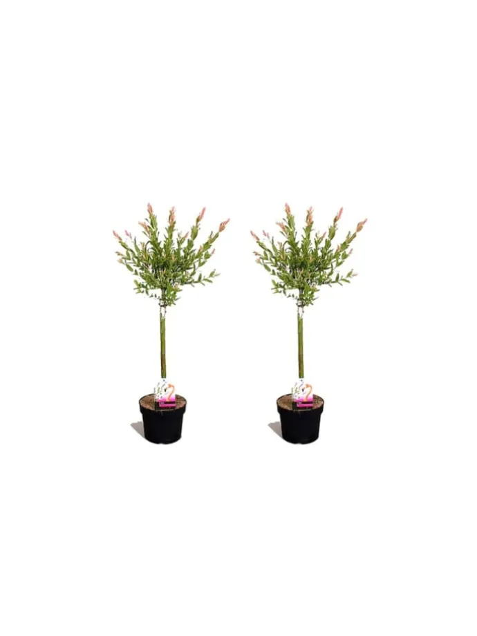 2er-Set: Salix integra "Flamingo" auf Stamm in Rosa