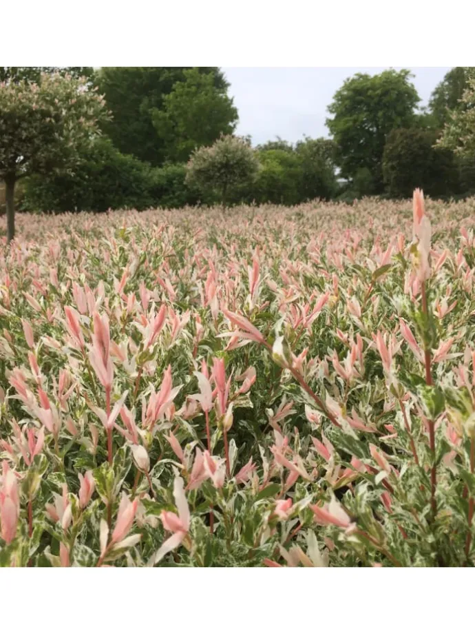2er-Set: Salix integra "Flamingo" auf Stamm in Rosa