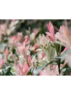 2er-Set: Salix integra