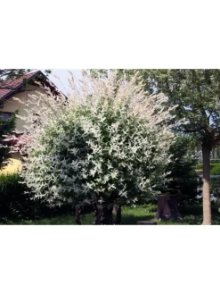 2er-Set: Salix integra