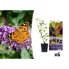 6er-Set: Schmetterlingspflanzen in Lila