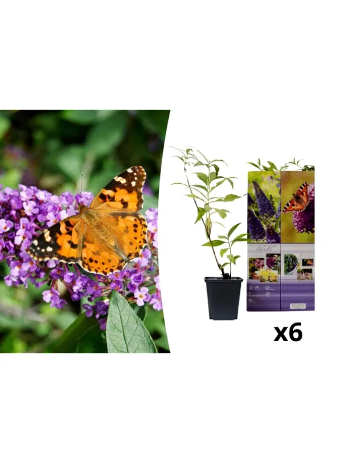 6er-Set: Schmetterlingspflanzen in Lila