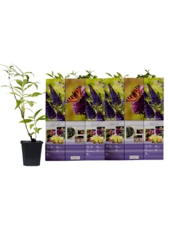 6er-Set: Schmetterlingspflanzen in Lila