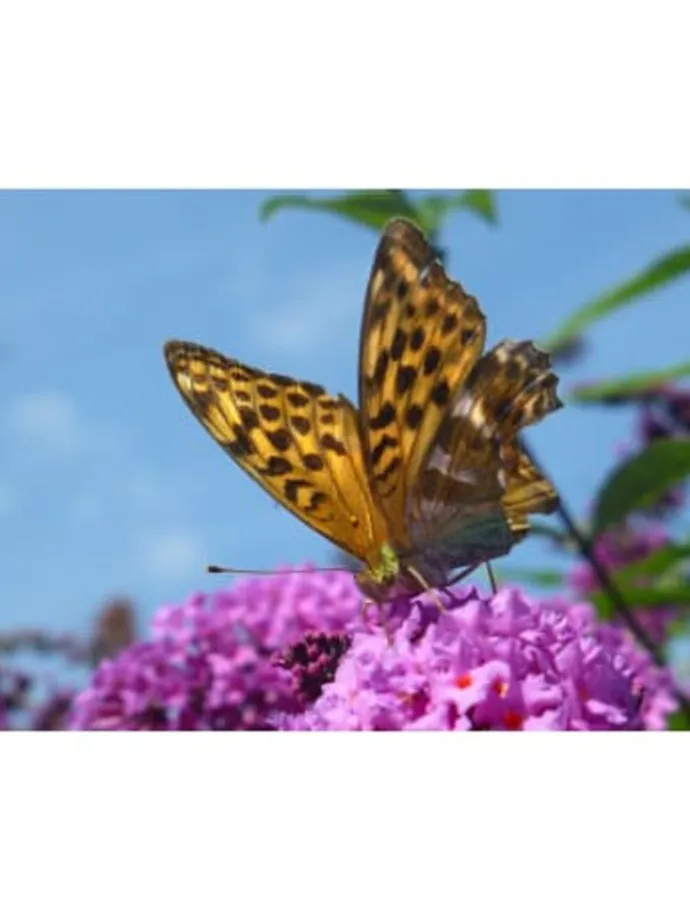 6er-Set: Schmetterlingspflanzen in Lila