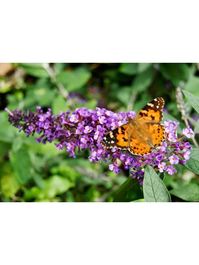 6er-Set: Schmetterlingspflanzen in Lila