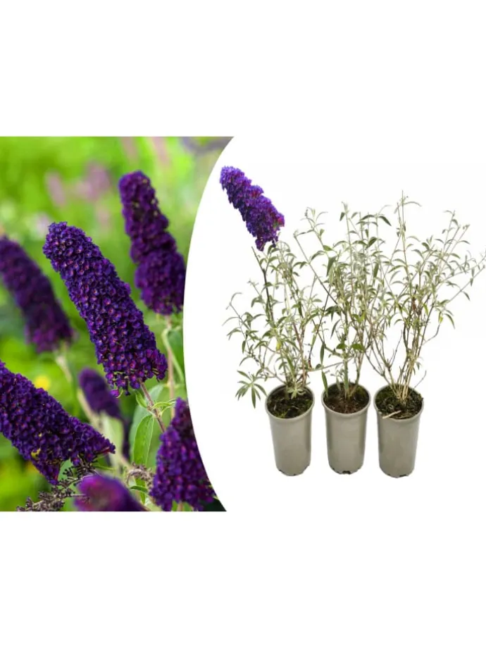 3er-Set: Schmetterlingspflanzen Davidii in Schwarz/Violett