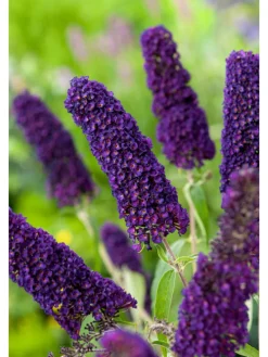 3er-Set: Schmetterlingspflanzen Davidii in Schwarz/Violett