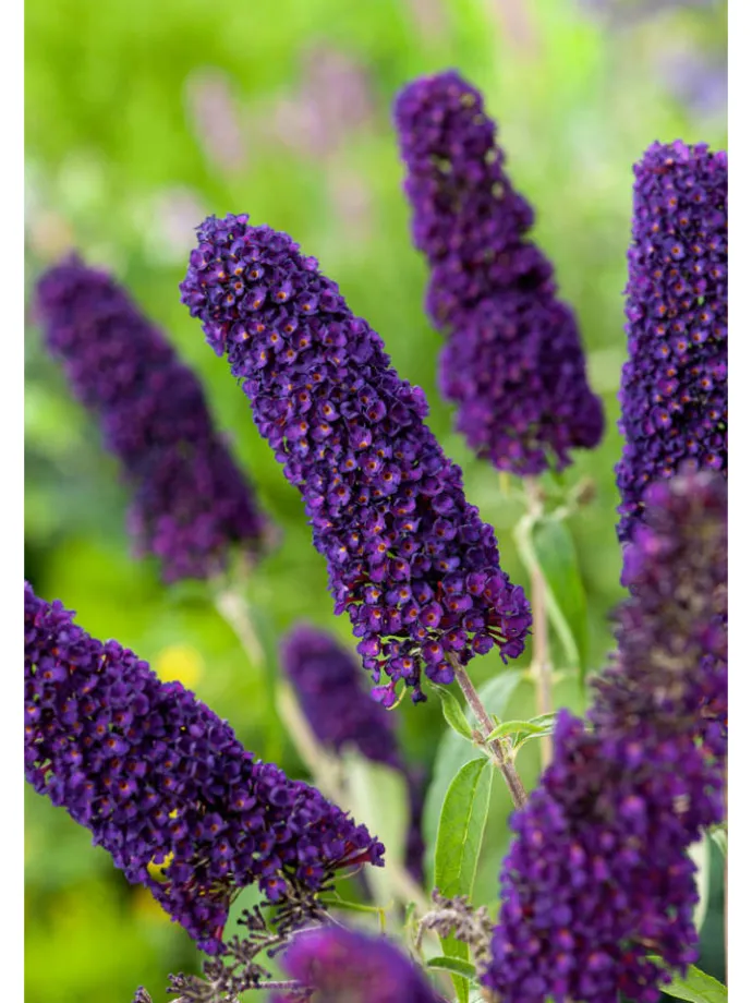 3er-Set: Schmetterlingspflanzen Davidii in Schwarz/Violett