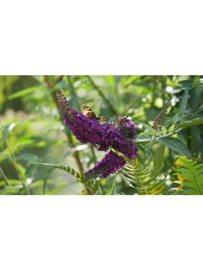 3er-Set: Schmetterlingspflanzen Davidii in Schwarz/Violett