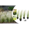 8er-Set: Stipa Zwerg-Federgras