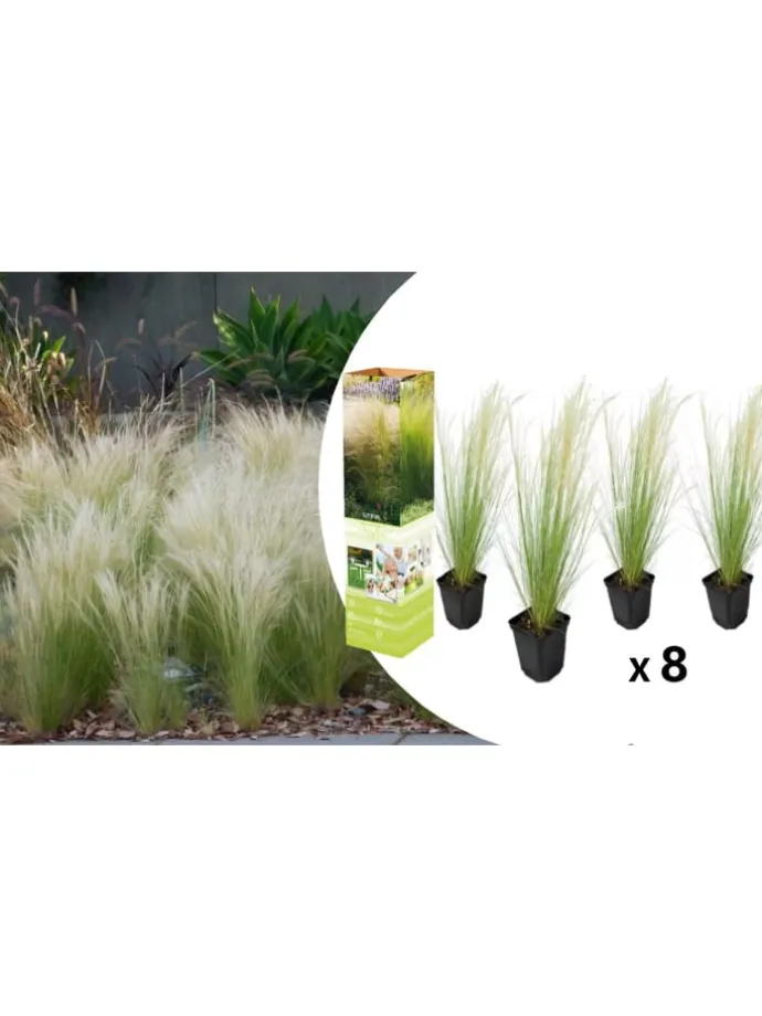 8er-Set: Stipa Zwerg-Federgras