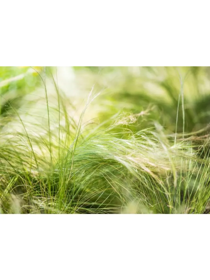 8er-Set: Stipa Zwerg-Federgras