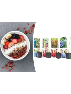 4er-Set: Vitaminpflanzenmischung in Bunt