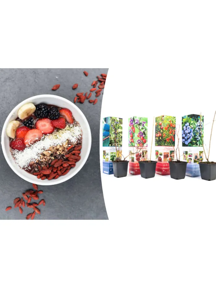 4er-Set: Vitaminpflanzenmischung in Bunt