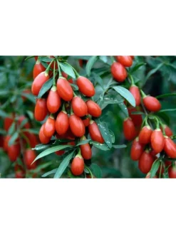 4er-Set: Vitaminpflanzenmischung in Bunt