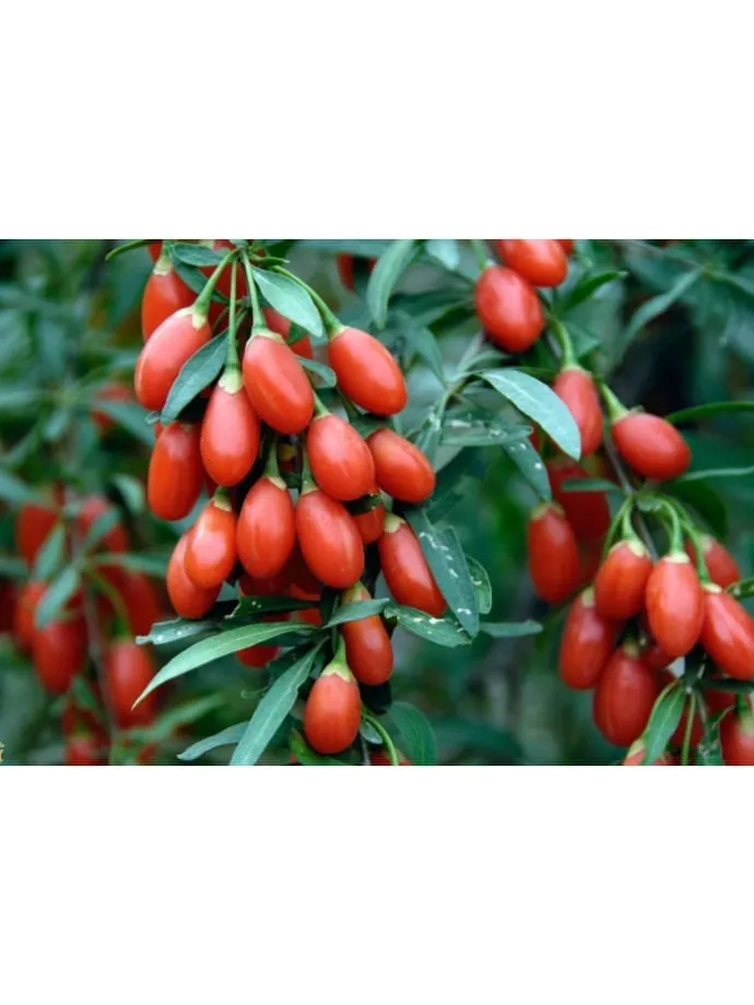 4er-Set: Vitaminpflanzenmischung in Bunt