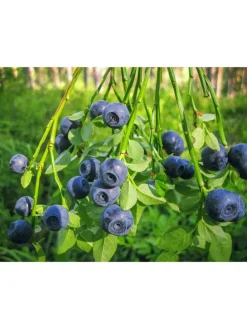 4er-Set: Vitaminpflanzenmischung in Bunt