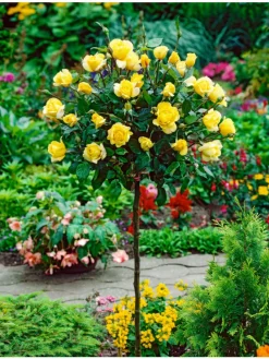 3er-Set: XXL Großblütige Standardrosen in gelb