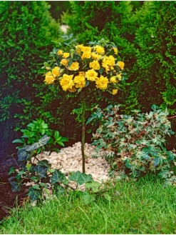 3er-Set: XXL Großblütige Standardrosen in gelb