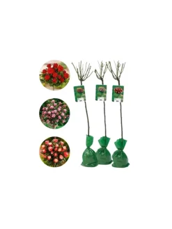 3er-Set: XXL Großblütige Standardrosen in rot/rosa