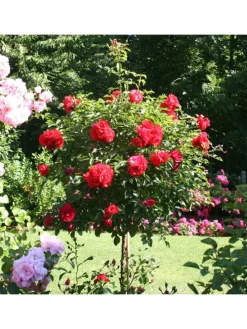 3er-Set: XXL Großblütige Standardrosen in rot/rosa