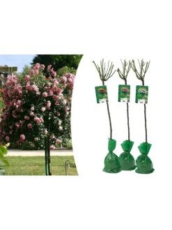 3er-Set: XXL Großblütige Stielrosen in Weiß/ Rot/ Rosa