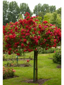3er-Set: XXL Großblütige Stielrosen in Weiß/ Rot/ Rosa