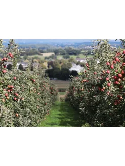 5er-Set: XXL Obstbäume in Bunt