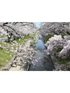 5er-Set: XXL Obstbäume in Bunt