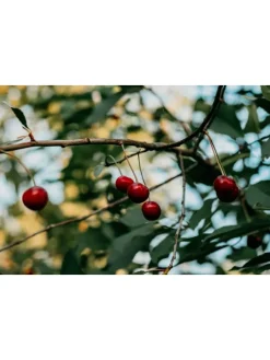 5er-Set: XXL Obstbäume in Bunt